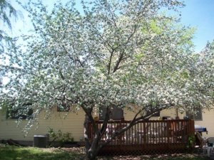 OUR APPLE TREE IN BLOOM
